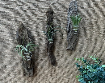 Driftwood Air Plant wire Wall Holder &quot;Nautical Style&quot; Coastal Decor Beach home decor Boho decor Viking Decor