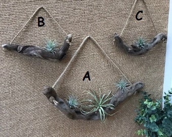 Driftwood Air Plant Wall Art Holder &quot;Nautical Style&quot; Boho Style Beach Themed  Coastal Decor shabby chic Viking Decor Garden decor