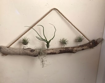 Large Driftwood 21" Multiple Air Plant Wall Holder Shelf rustic Coastal Decor Beach home decor Boho deocr