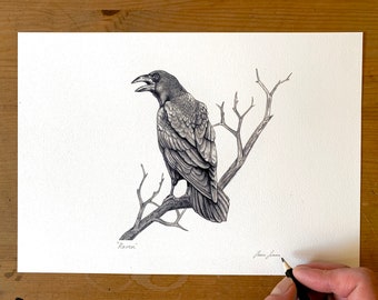 Signed print - inkjet - Raven - art - pencil drawing - crow - bird - illustration - wildlife - nature