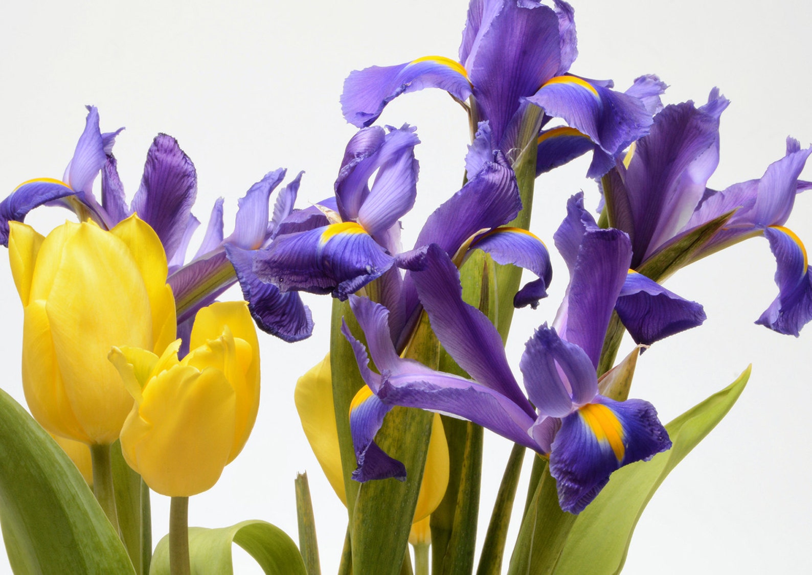 Iris Iris and Yellow Tulips 2 Etsy