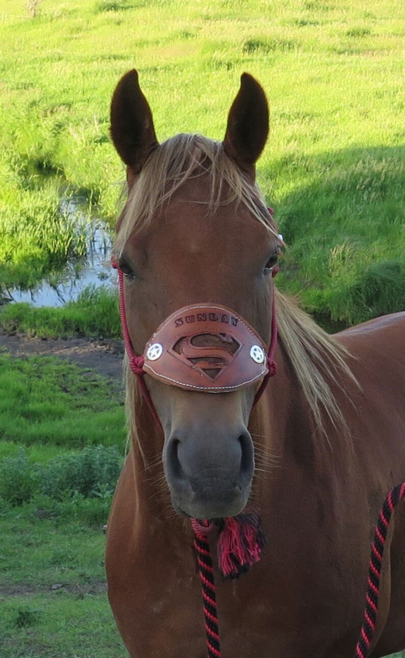 Custom Leather Horsehair Noseband Halter with your Horses Name Etsy