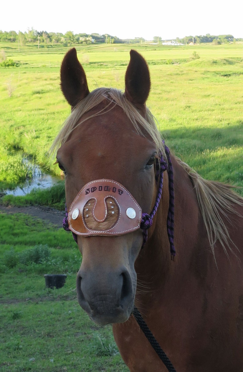 Custom Leather Horsehair Noseband Halter with your Horses Name Etsy