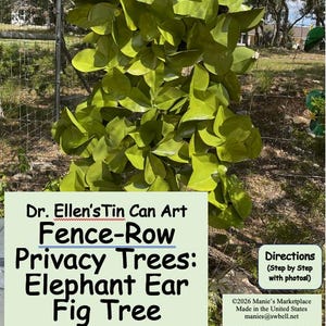 Elephant Ear Fig Tree: Dr. Ellen’s Tin Can Art Fence-Row Privacy Trees