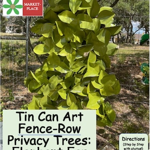 Elephant Ear Fig Tree: Dr. Ellen’s Tin Can Art Fence-Row Privacy Trees