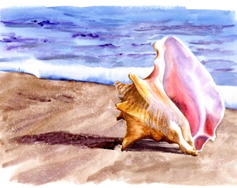 CONCH SHELL  -  A Rare and beautiful find on a Sandy Beach