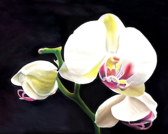 PHALAENOPSIS  -  Three Orchid blooms in different stages of life - in Watercolor and Pastel