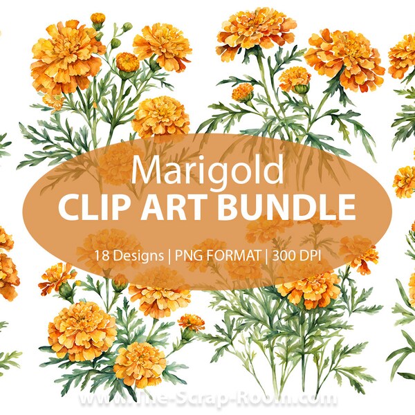 Marigold Flowers Watercolor Clip Art Designs, Marigold clip art, floral png, watercolor flowers, Marigold flowers, plants, flora