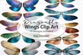 Dragonfly Wings PNG Clip Art Bundle Dragonfly fairy Wings Dragonflies Wings PNG wings realistic wings wings png bundle