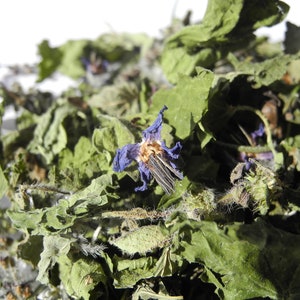 Tisane Présence et persévérance infusion plaisir image 4