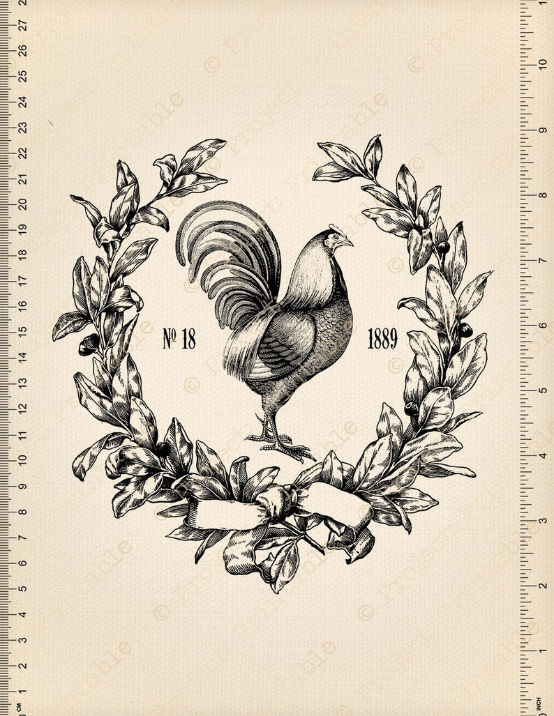 Vintage Cockerel Chicken Rooster Graphics Instant Download Fabric Transfer Printable Digital Image clipart iron on pillows, burlap image 3