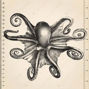 Instant Download Printable OCTOPUS Digital Graphics - Etsy