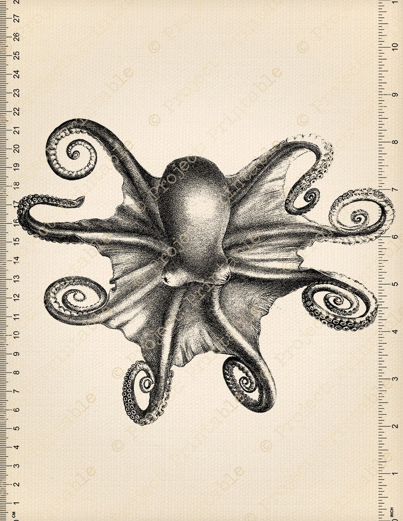 Instant Download Printable OCTOPUS Digital Graphics - Etsy