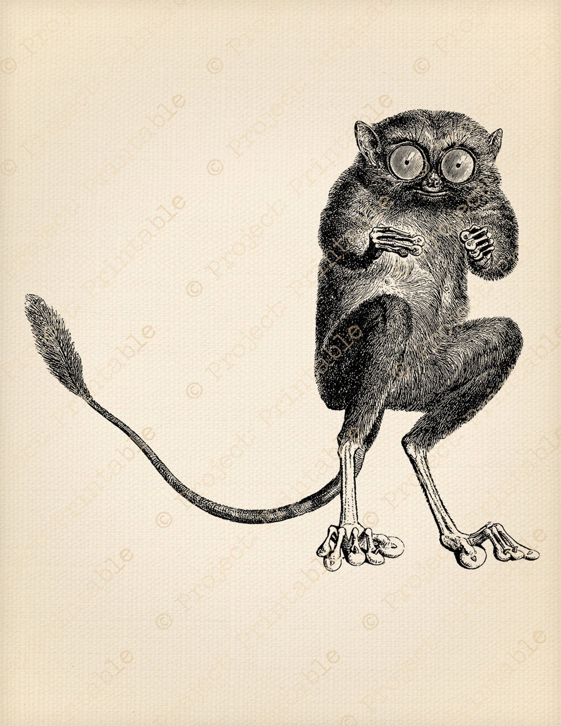 Instant Download Printable Big Eyed Funny Animal Clipart - Etsy