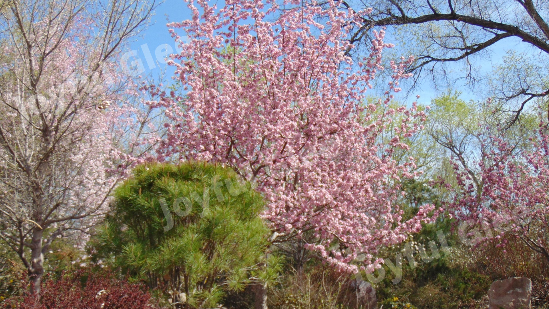 5 Flower Zoom Backgrounds | Etsy