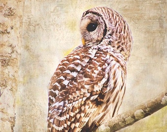 Owl Wall Art, Barred Owl Art, Wildlife Print, Bird Watcher Gift, Woodland Print, Nature Decor