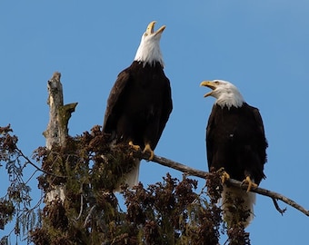 Eagle Print, Eagle Photograph, Wildlife Photography, Wildlife Prints, Bald Eagles, Two Eagles, Wild Eagle Print, Raptor Picture