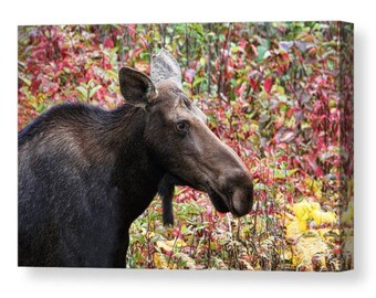 Moose Decor, Moose Canvas, Moose Art, Rustic Decor, Animal Canvas, Cabin Decor, Canadian Art, Canvas Wrap, Nature Canvas, Wildlife Canvas