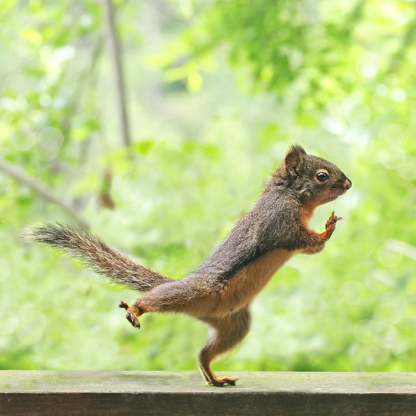 Yoga Print, Yoga Gifts, Tai Chi Print, Cute Prints, Funny Prints, Squirrel Art, Workout Princess, Exercise, Squirrel Photo