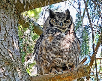 Nature Photography, Owl Photography, Great Horned Owl, Owl Decor, Owl Prints, Owl Wall Art, Owl Gifts, Bird Gifts, Wildlife Photography
