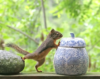 Squirrel Gifts, Squirrel Print, Funny Art Print, Cookie Jar, Kitchen Art, Squirrel Photograph, Wildlife Prints, Nature Photography