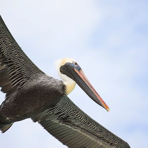 Pelican Art Print, Pelican Photo, Pelican Photography, Flying Bird Print, Bird In Flight, Bird Photography, Wildlife Photography, Fine Art