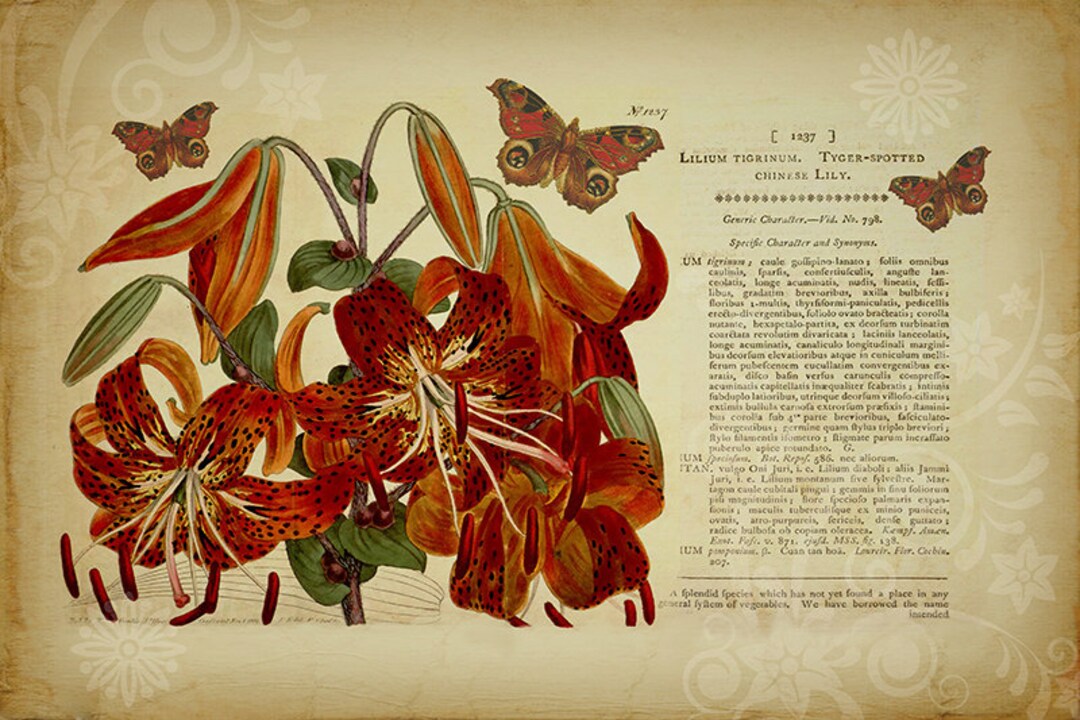Botanical Print Tiger Lily Flower Art Botanical Art Etsy