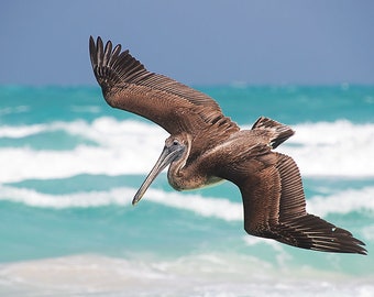 Pelican Photography, Pelican Wall Art, Flying Birds, Cuba, Bird in Flight, Beach Print, Wildlife Photo, Tropical Bird Print
