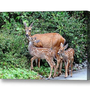 Wildlife Canvas, Nature Photography, Fawn, Baby Deer, Baby Animals, Deer Family Canvas, Twins, Love Art,Wildlife Photography,Gift for Mother image 1