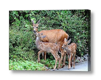 Wildlife Canvas, Nature Photography, Fawn, Baby Deer, Baby Animals, Deer Family Canvas, Twins, Love Art,Wildlife Photography,Gift for Mother