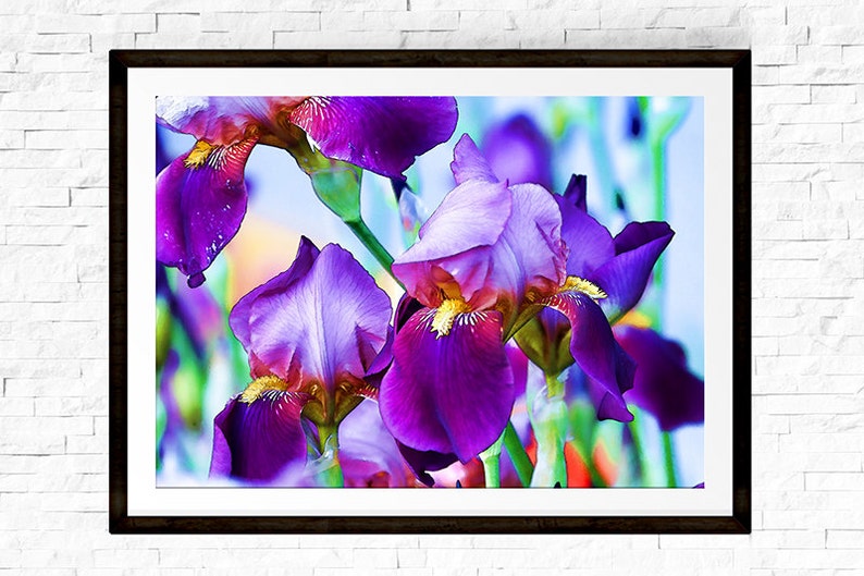 Iris Photograph Garden Art Flower Wall Art Flower Etsy