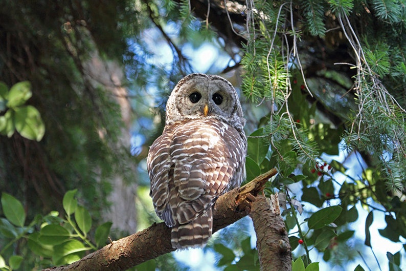 Owl Print, Barred Owl, Owl Decor, Bird Photograph, Animal Print, Raptor Print, Bird Art, Wildlife Photography, Nature Photograph, Wild Owl image 1