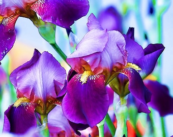 Iris Photograph, Garden Art, Flower Wall Art, Flower Photography, Purple Wall Art, Flower Prints, Gardener Gift, Large Wall Art, Floral Art
