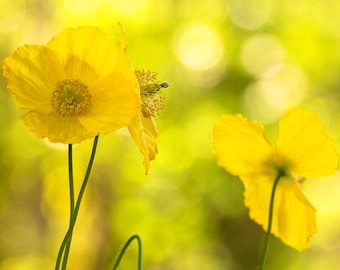 Yellow Poppies, Yellow Wall Art, Yellow Decor, Nature Photography, Fine Art Prints, Garden Art, Large Wall Art, Large Art Prints