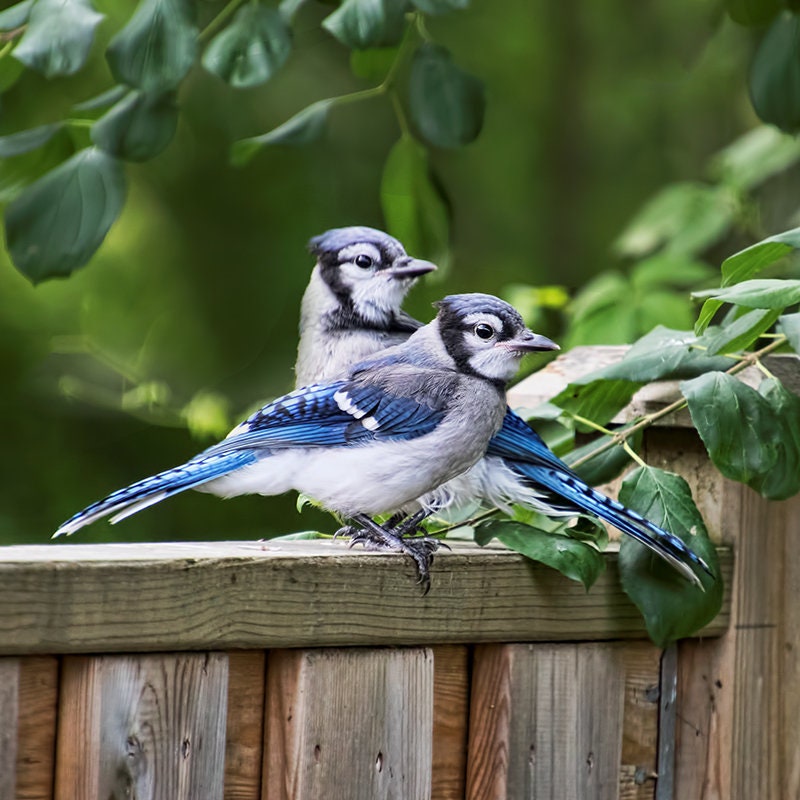 Geai Bleu Oiseau Imprime Bluejay Photo Doiseaux Oiseaux Etsy Geai Bleu Oiseau Imprime Bluejay Photo Doiseaux Oiseaux Etsy
