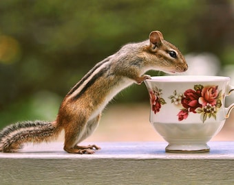 Tea Art, Tea Cup Print, Bone China Teacup, English Tea, Chipmunk Photograph, Cute Animals, Chipmunk Print, Wildlife Prints, Animal Photo