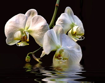 Impression d’orchidées, Photographie de fleurs, Art mural de fleurs, Art d’orchidées, Fleurs blanches, Orchidées Phalaenopsis, Art noir et blanc, Impression de fleurs