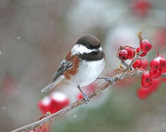 Chickadee Print, Bird Art, Winter Art, Christmas Decor, Chickadee Art, Bird Watching, Bird Wall Art, Chickadee Photograph, Fine Art Photo