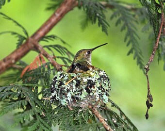 Hummingbird Art, Hummingbird Print, Humming Bird, Bird Nest Print, Gift for Mother, Bird Print, Bird Photography, Bird Nest Art, Motherhood