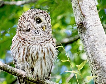 Owl Photo, Nature Photography, Barred Owl Print, Wildlife Art, Bird Lover Gift, Hoot Owl