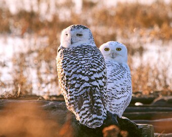 Owl Decor, Owl Print, Snowy Owls, Two Birds, Bird Couples, Nature Photography, Owl Photos, Woodland Animals, Avian Art, Bird Prints, Raptors