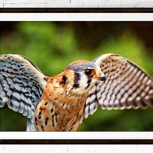 American Kestrel, Falcon Print, Raptor Photography, Bird of Prey, Bird Photo, Raptor Decor image 2