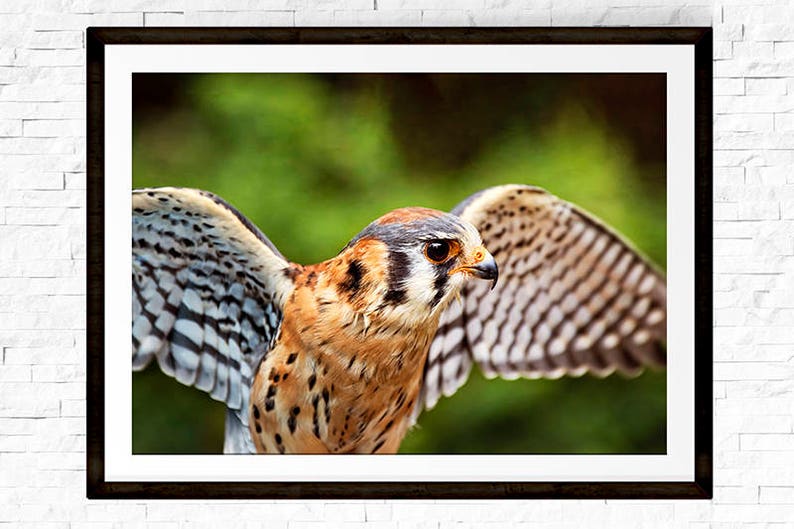 American Kestrel, Falcon Print, Raptor Photography, Bird of Prey, Bird Photo, Raptor Decor image 2