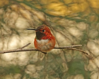 Hummingbird Print, Humming Bird Art, Hummingbird Photo, Hummingbird Wall Art, Hummingbird Decor, Bird Photo, Bird Wall Art, Hummer Art