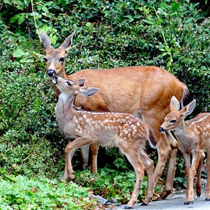 Wildlife Canvas, Nature Photography, Fawn, Baby Deer, Baby Animals, Deer Family Canvas, Twins, Love Art,Wildlife Photography,Gift for Mother image 2