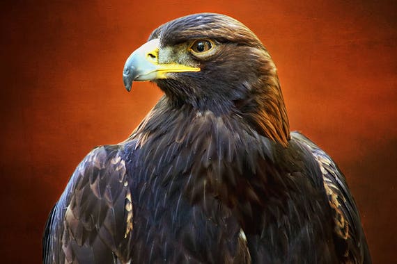 Golden Eagle Raptors Eagle Art Eagle Print Raptor Print Wildlife Art Bird Photography Wildlife Photographywildlife Printsbird Decor