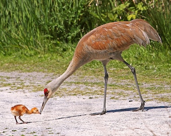 Sandhill Cranes, Baby Animal Print, Cranes, Mothers Day Gift, Gift for Mom,  Mother and Baby, Nature Photography, Bird Print, Baby Animals