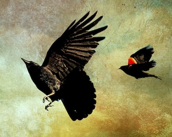 Crow Art, Blackbird Print, Bird Wall Art, Bird Print, Crow Print, Wildlife Art, Nature Photography, Nature Art, Nature Prints, Black Bird