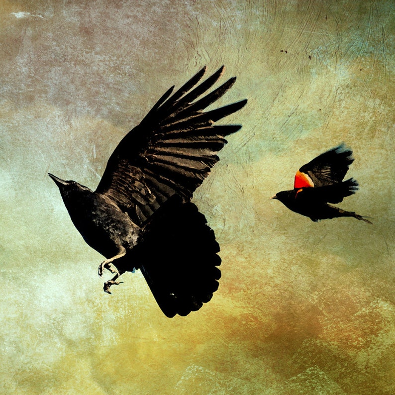 Crow Art Blackbird Print Bird Wall Art Bird Print Crow - Etsy