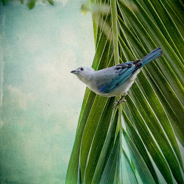 Bird Photography, Costa Rica, Wildlife Print, Bird Art Print, Tanagers, Tropical Art, Bird Print, Small Birds, Wildlife Photography